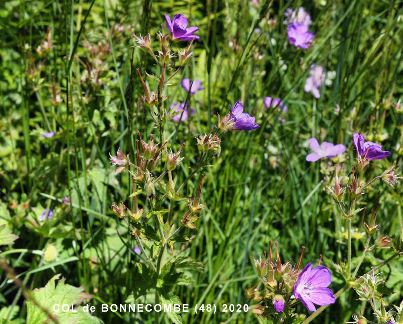 Cranesbill, Wood plant